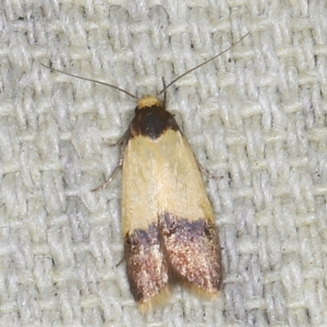 Heteroteucha dichroella at O'Connor, ACT - 5 Dec 2022 10:19 PM