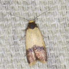 Heteroteucha dichroella (A Concealer moth (Wingia Group)) at O'Connor, ACT - 5 Dec 2022 by ibaird
