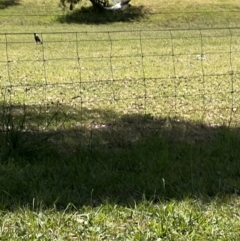 Gymnorhina tibicen (Australian Magpie) at Murrumbateman, NSW - 15 Dec 2022 by SimoneC