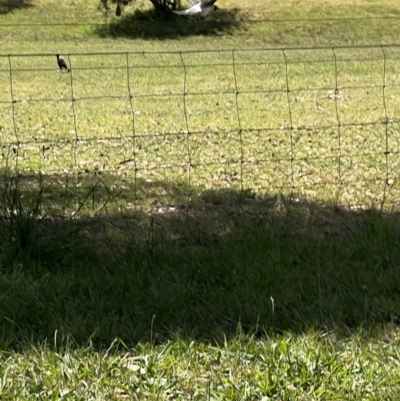 Gymnorhina tibicen (Australian Magpie) at Murrumbateman, NSW - 15 Dec 2022 by SimoneC