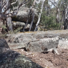 Egernia cunninghami (Cunningham's Skink) at Cotter River, ACT - 10 Dec 2022 by alannah907