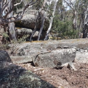 Egernia cunninghami at Cotter River, ACT - 10 Dec 2022 02:05 PM