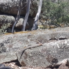 Egernia cunninghami at Cotter River, ACT - 10 Dec 2022