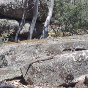 Egernia cunninghami at Cotter River, ACT - 10 Dec 2022 02:05 PM