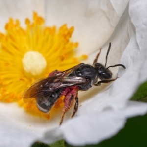 Lasioglossum (Chilalictus) sp. (genus & subgenus) at Downer, ACT - 15 Dec 2022 12:17 PM