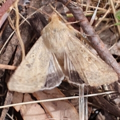 Helicoverpa punctigera (Native Budworm) at Gundaroo, NSW - 15 Dec 2022 by Gunyijan