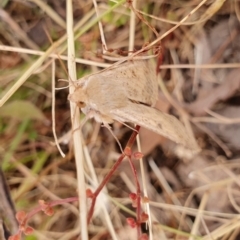 Helicoverpa punctigera at Gundaroo, NSW - 15 Dec 2022 01:50 PM