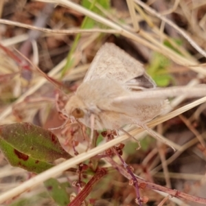 Helicoverpa punctigera at Gundaroo, NSW - 15 Dec 2022 01:50 PM