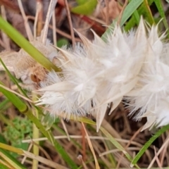 Helicoverpa punctigera at Gundaroo, NSW - 15 Dec 2022