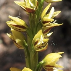 Prasophyllum flavum (Yellow Leek Orchid) at Mittagong, NSW - 14 Dec 2022 by GlossyGal