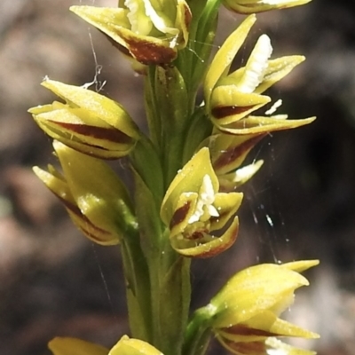 Prasophyllum flavum (Yellow Leek Orchid) at Mittagong, NSW - 14 Dec 2022 by GlossyGal