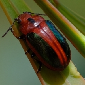 Calomela curtisi at Molonglo Valley, ACT - 15 Dec 2022