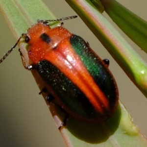 Calomela curtisi at Molonglo Valley, ACT - 15 Dec 2022