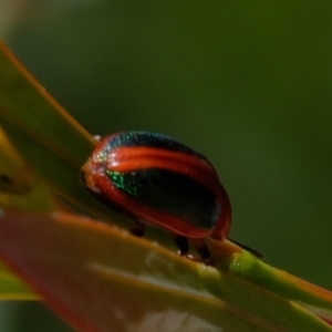 Calomela curtisi at Molonglo Valley, ACT - 15 Dec 2022 01:25 PM