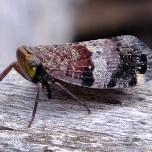 Platybrachys decemmacula at Stromlo, ACT - 15 Dec 2022