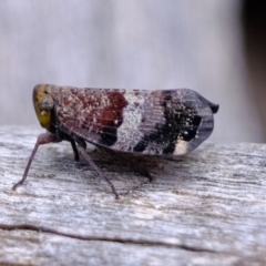 Platybrachys decemmacula at Stromlo, ACT - 15 Dec 2022 01:50 PM