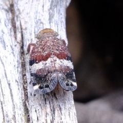 Platybrachys decemmacula at Stromlo, ACT - 15 Dec 2022 01:50 PM