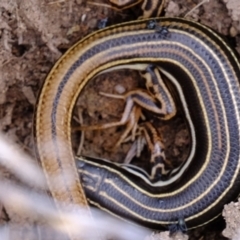 Ctenotus taeniolatus (Copper-tailed Skink) at Stromlo, ACT - 15 Dec 2022 by Kurt