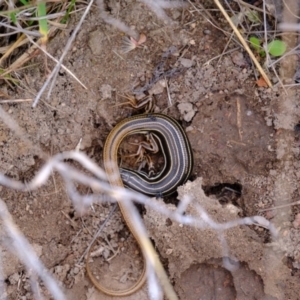 Ctenotus taeniolatus at Stromlo, ACT - 15 Dec 2022