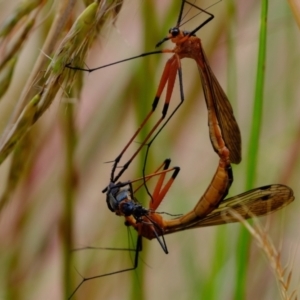 Harpobittacus australis at Stromlo, ACT - 15 Dec 2022