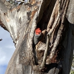 Callocephalon fimbriatum (Gang-gang Cockatoo) at Hughes, ACT - 15 Dec 2022 by mcosgrove