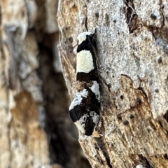 Monopis icterogastra (Wool Moth) at Mount Ainslie - 15 Dec 2022 by Pirom