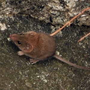 Antechinus agilis at Paddys River, ACT - 15 Dec 2022 12:55 PM