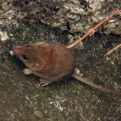 Antechinus agilis (Agile Antechinus) at Tidbinbilla Nature Reserve - 15 Dec 2022 by NathanaelC