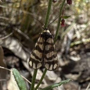 Asura lydia at Ainslie, ACT - 15 Dec 2022