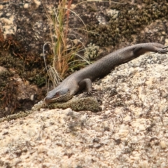 Egernia saxatilis intermedia (Black Rock Skink) at Paddys River, ACT - 15 Dec 2022 by NathanaelC