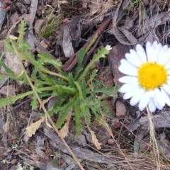 Brachyscome diversifolia var. diversifolia (Large-headed Daisy) at MTR591 at Gundaroo - 1 Dec 2022 by MaartjeSevenster