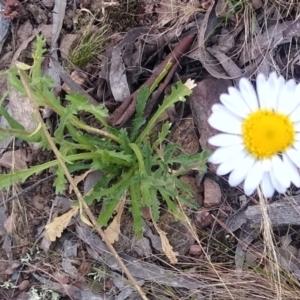 Brachyscome diversifolia var. diversifolia at suppressed - 1 Dec 2022