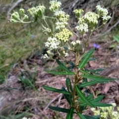 Astrotricha ledifolia (Common Star-hair) at MTR591 at Gundaroo - 15 Dec 2022 by MaartjeSevenster