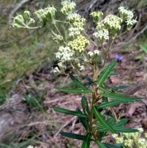 Astrotricha ledifolia at Gundaroo, NSW - 15 Dec 2022