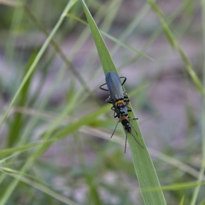 Chauliognathus lugubris (Plague Soldier Beetle) at Higgins, ACT - 15 Dec 2022 by Trevor