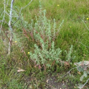 Epilobium billardiereanum at Hackett, ACT - 15 Dec 2022 08:33 PM