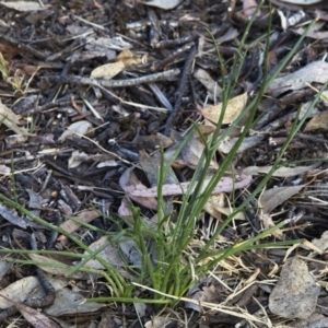 Eryngium ovinum at Higgins, ACT - 15 Dec 2022