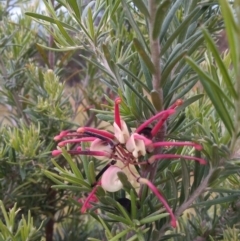 Grevillea sp. (Grevillea) at Conder, ACT - 1 Dec 2022 by MichaelBedingfield