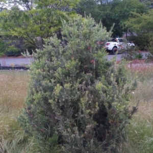 Grevillea sp. at Conder, ACT - 1 Dec 2022 06:22 PM