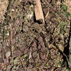 Azolla pinnata (Ferny Azolla) at Belconnen, ACT - 15 Dec 2022 by Jillw