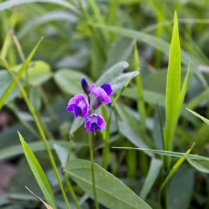 Glycine tabacina at Higgins, ACT - 15 Dec 2022 06:36 PM