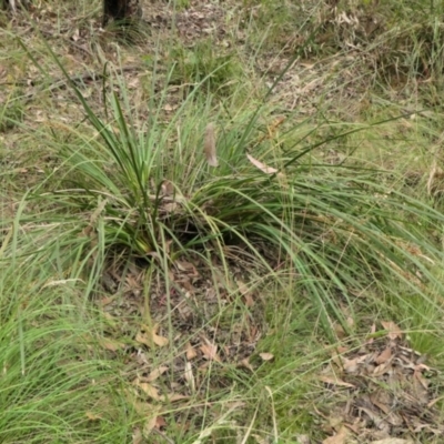 Lomandra longifolia (Spiny-headed Mat-rush, Honey Reed) at Yass River, NSW - 15 Dec 2022 by SenexRugosus