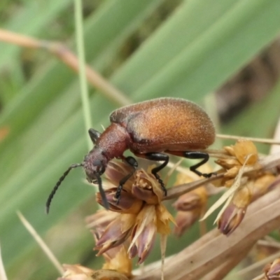 Ecnolagria grandis (Honeybrown beetle) at Rugosa - 15 Dec 2022 by SenexRugosus