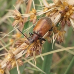 Ecnolagria grandis at Yass River, NSW - 15 Dec 2022