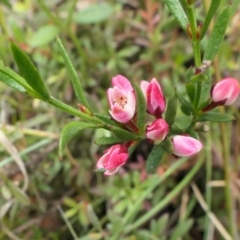 Boronia nana var. hyssopifolia at Yass River, NSW - 15 Dec 2022 by SenexRugosus