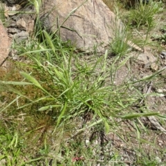 Polypogon monspeliensis (Annual Beard Grass) at Molonglo Valley, ACT - 15 Dec 2022 by AndyRussell