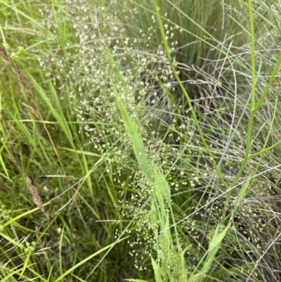 Briza minor (Shivery Grass) at Sth Tablelands Ecosystem Park - 1 Dec 2022 by AndyRussell