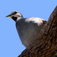 Phaps elegans (Brush Bronzewing) at Acton, ACT - 15 Dec 2022 by RodDeb