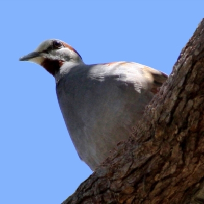 Phaps elegans (Brush Bronzewing) at ANBG - 14 Dec 2022 by RodDeb