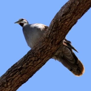 Phaps elegans at Acton, ACT - 15 Dec 2022